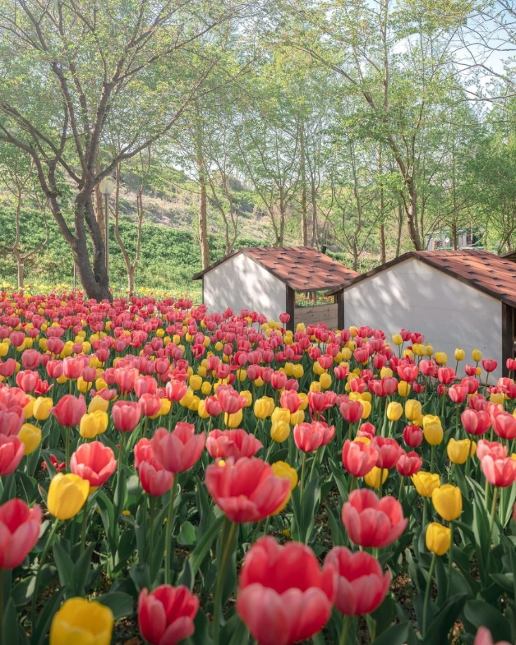 억만송이 봄꽃대향연 튤립 수선화 축제