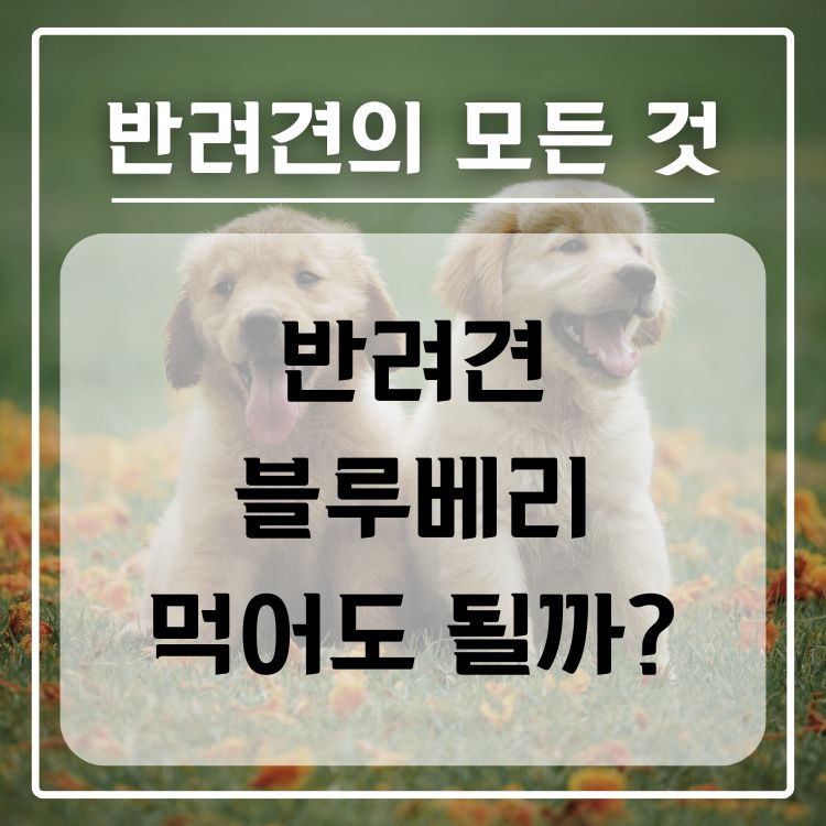 반려견 블루베리 급여 가능 여부, 적정량, 주의사항