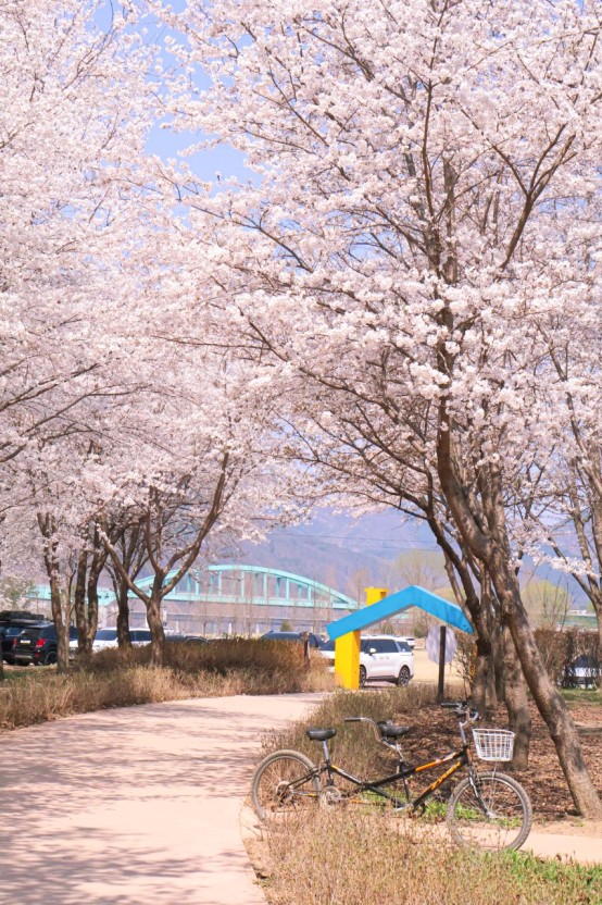 가평 자라섬 벚꽃