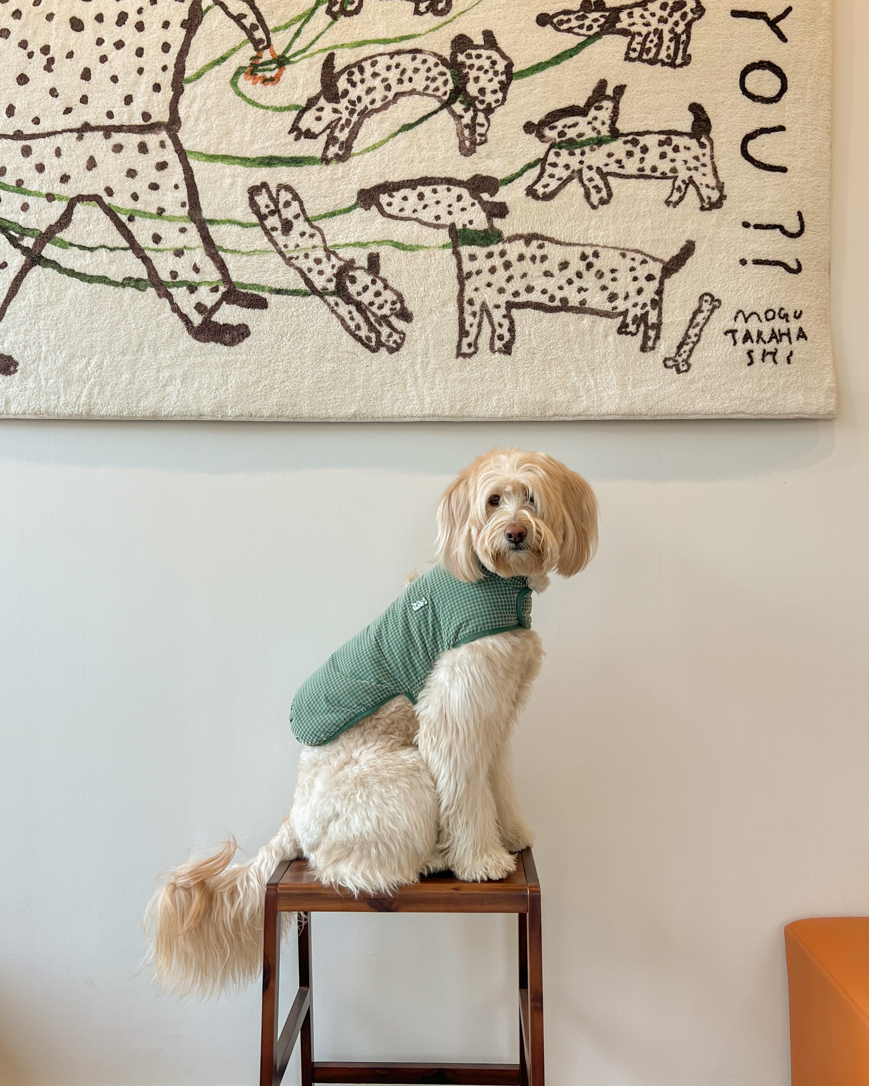 서울근교 일산 애견동반카페 하울픽스