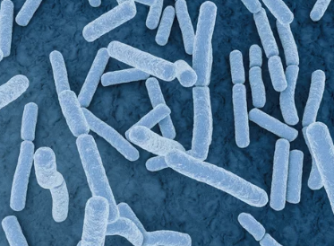 변비에 좋은 유산균/출처:어도비스톡