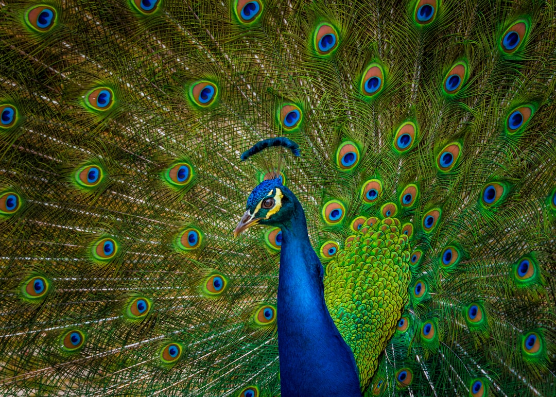 Peacock