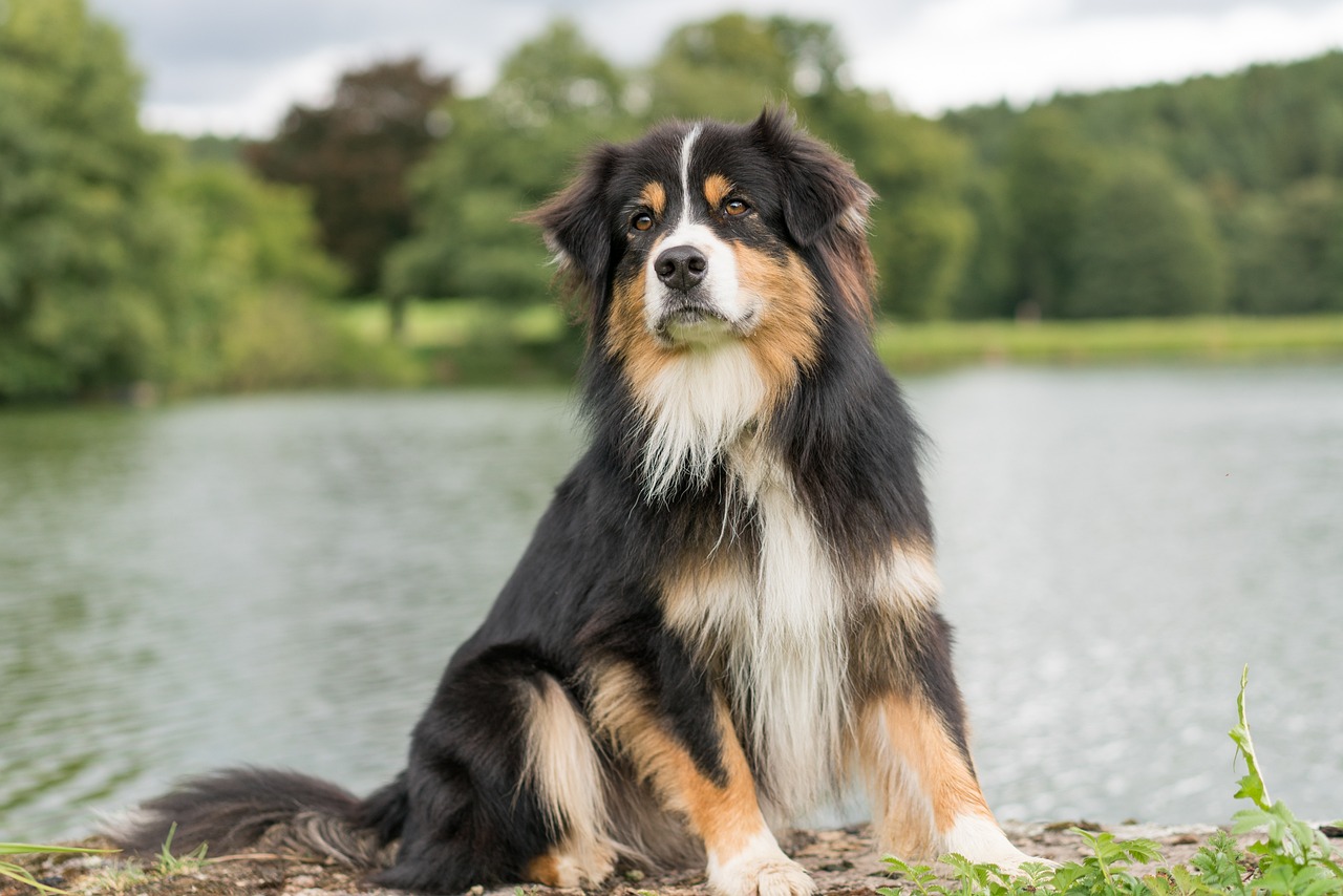 오스트레일리안 셰퍼드(Australian Shepherd)3