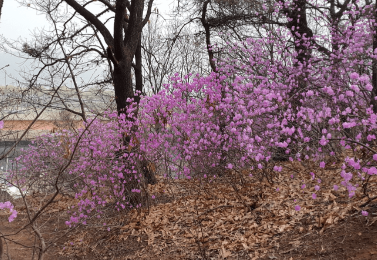 영덕 진달래 심기 착한 여행