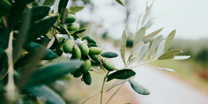 올리브 열매