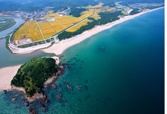 삼척 맹방유채꽃 축제 사진2