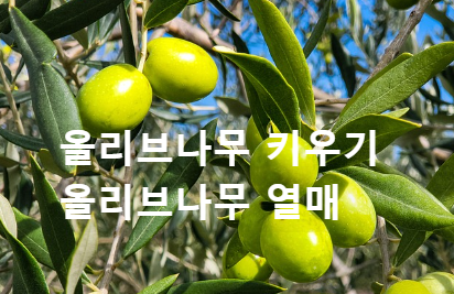 올리브나무 올리브열매