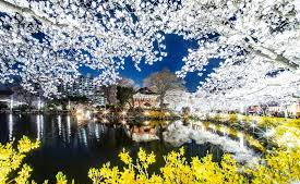 경상북도 연화지 벚꽃 벚꽃 명소 베스트 5 벚꽃시기 만개시기 드라이브 코스