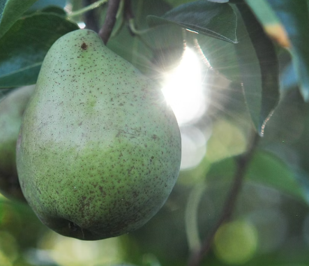 배의 효능 영양성분 부작용