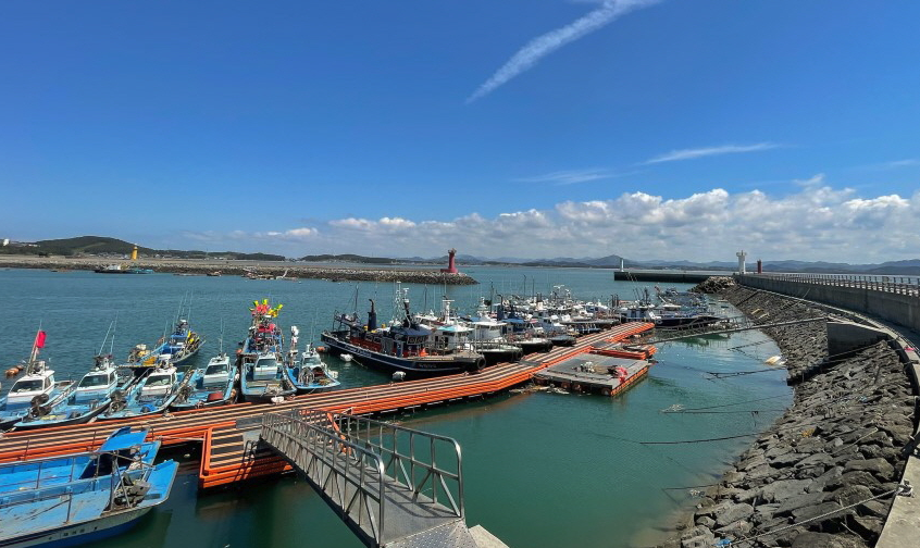 2025 서천 동백꽃&amp;#44; 쭈꾸미 축제 3분 가이드