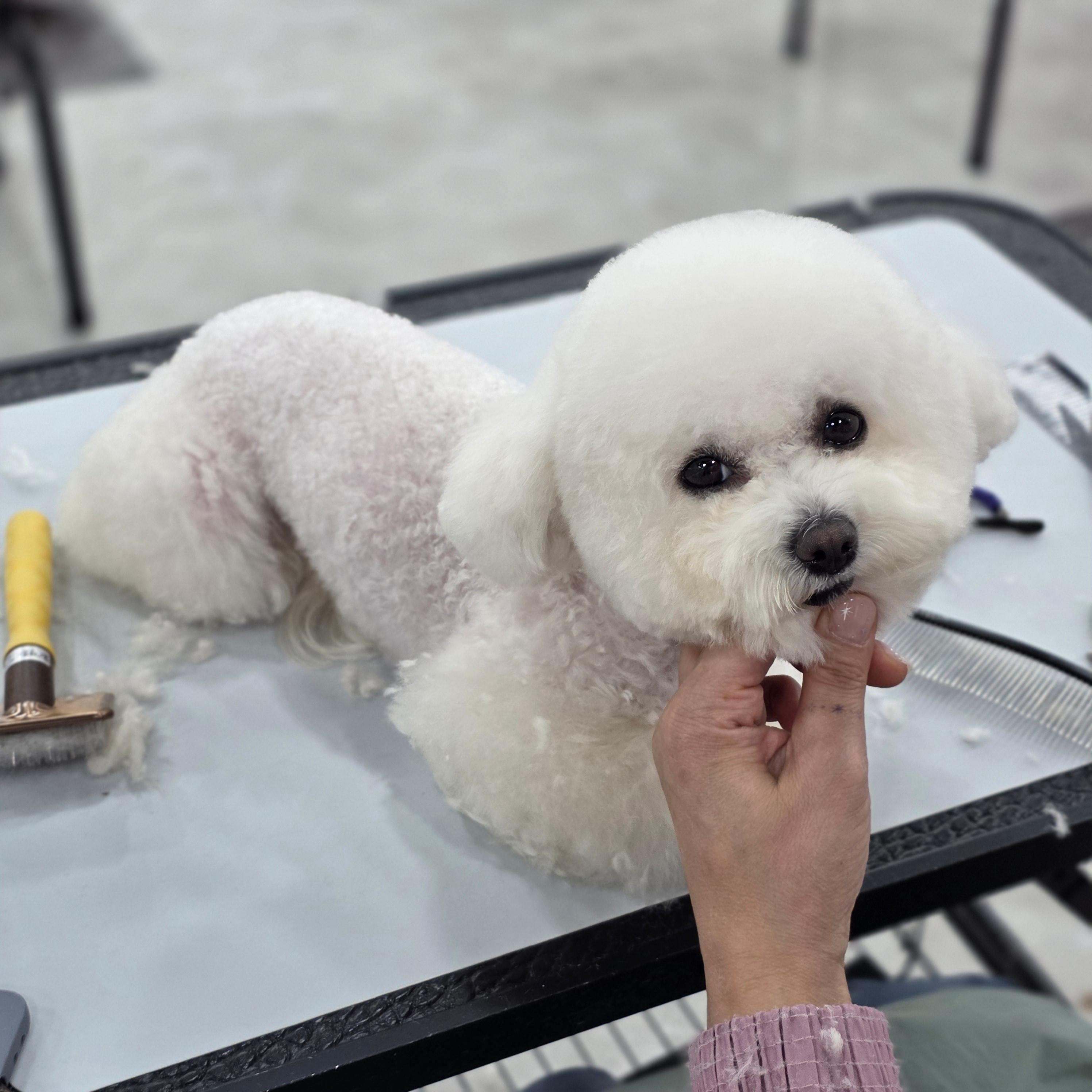 거제애견미용학원국비지원