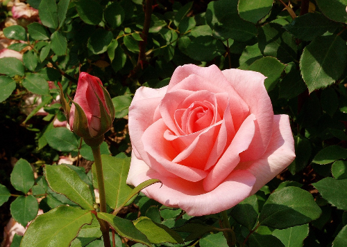 장미 실사 사진