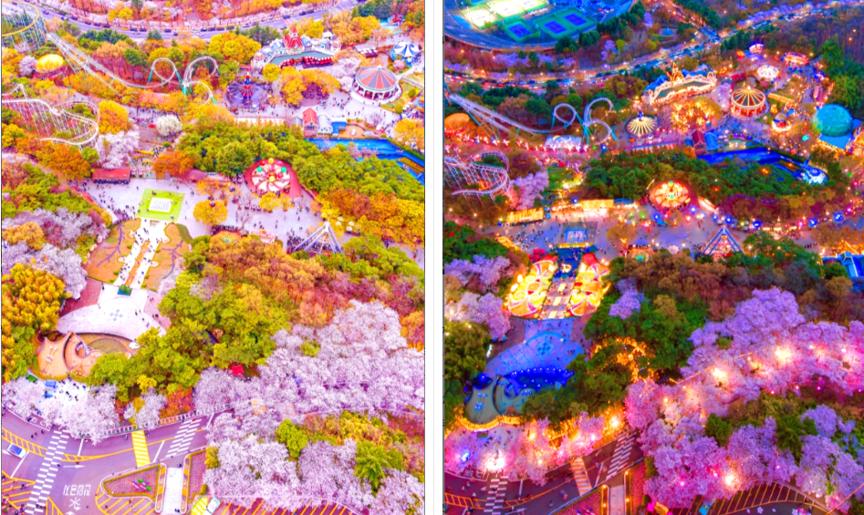 이월드 블라썸 벚꽃축제