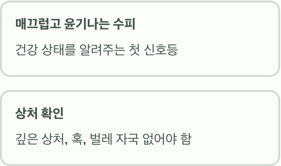 1. 매끈한 줄기, 건강의 첫 신호