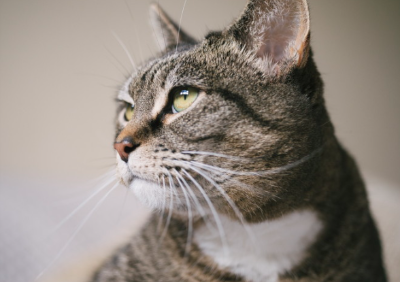 다른곳을 보는 고양이