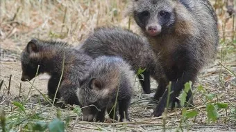 야생 너구리 도시 특징 매력 성격_18