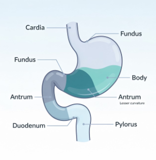 장상피화생이란