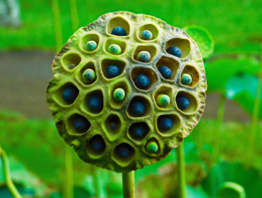 양평 두물머리 세미원 연꽃문화제