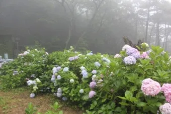 태종대 수국축제 일정 위치 주차팁 꿀정보 정리_13