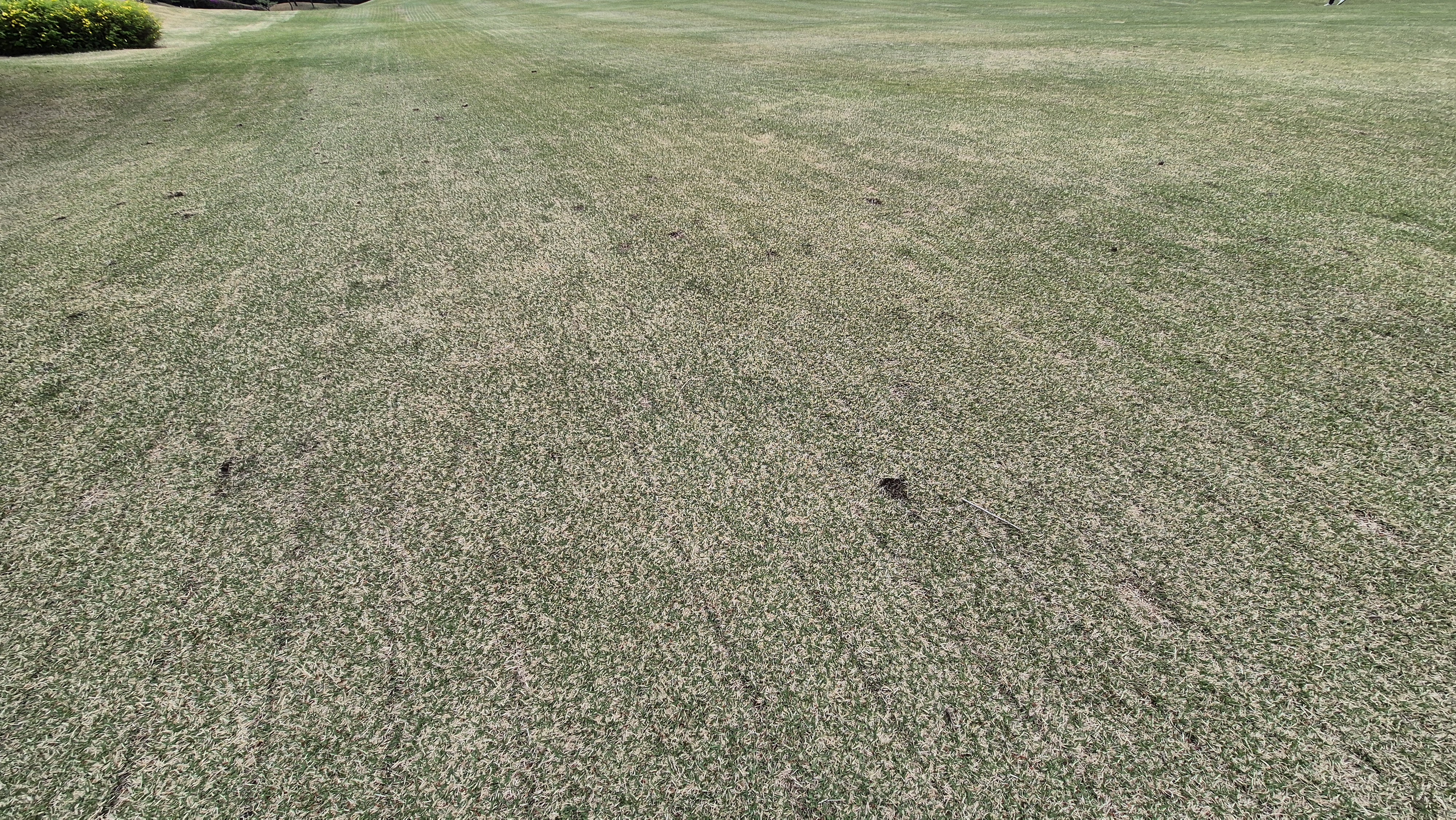 시그너스cc 코튼-라미 코스 관리 상태