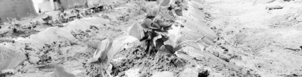 고구마 캐는 시기: 고구마 보관방법