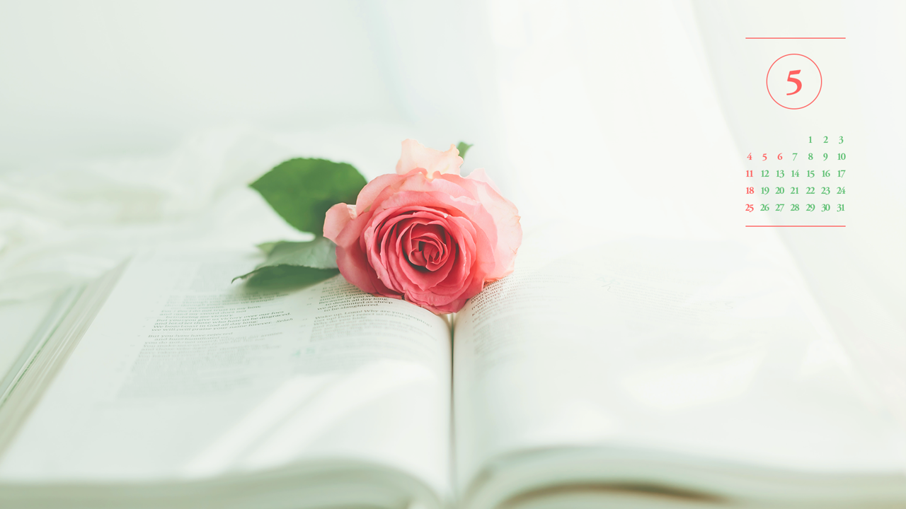 04 분홍장미 A - 2025년5월 노트북배경화면