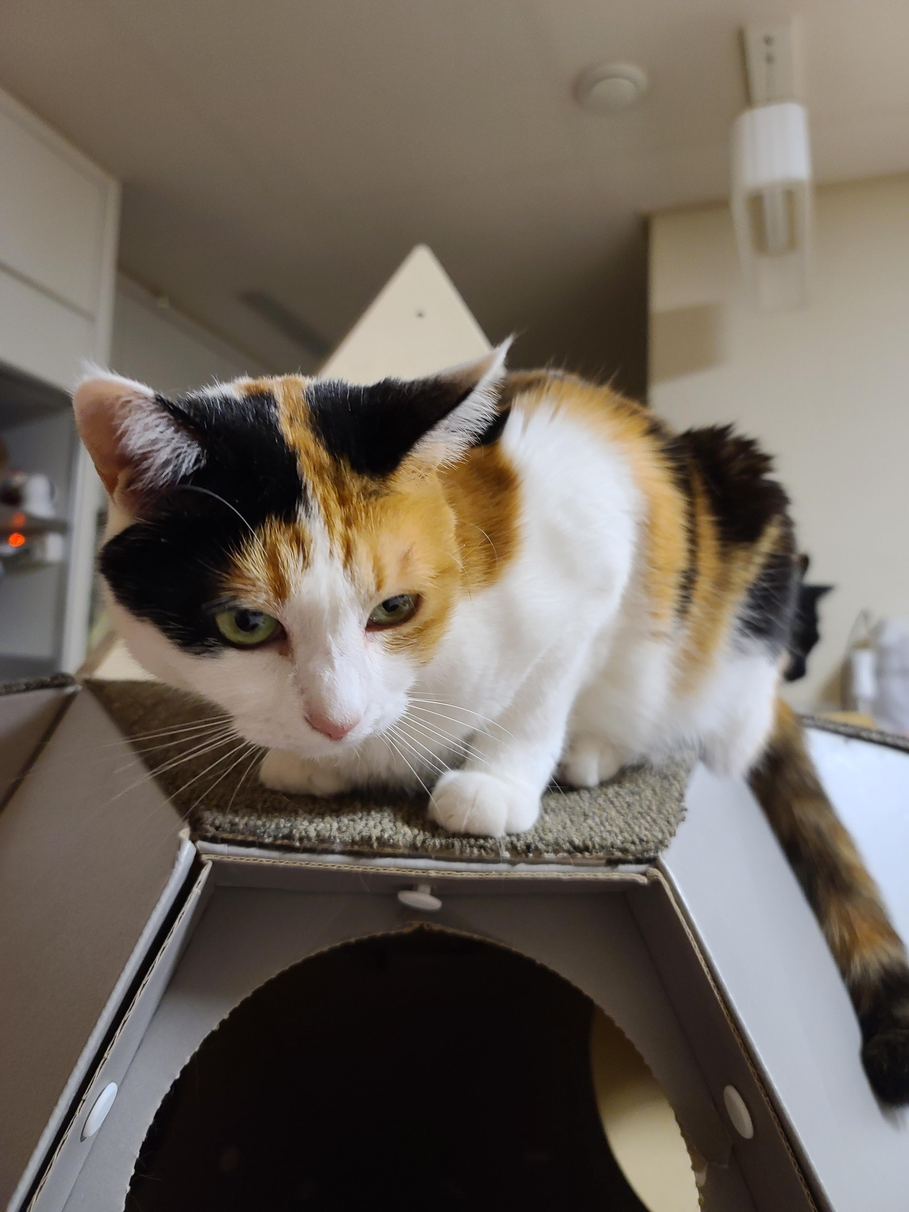 고양이 장난감 오뎅꼬치로 캣미로에서 노는 고양이들.