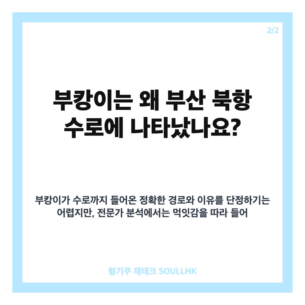 부캉이 정체는? 부산 북항 3.5m 상어와 지역 상권 변화 카드뉴스 3