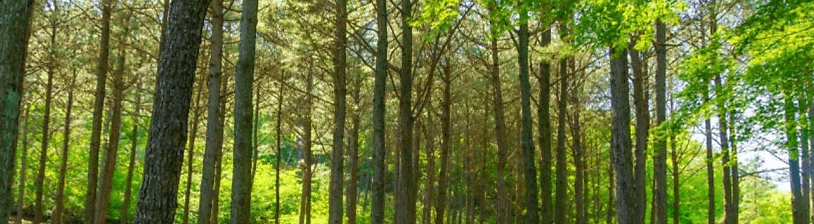 숲나들e 국립자연휴양림 예약 부산