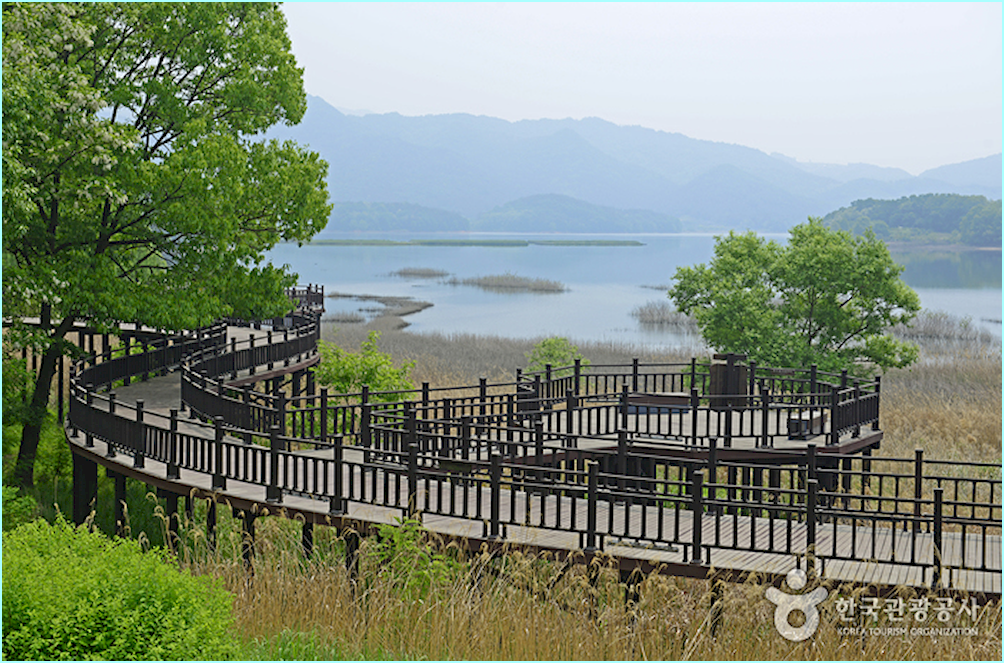 갈대밭 위로 난 대청호 데크길