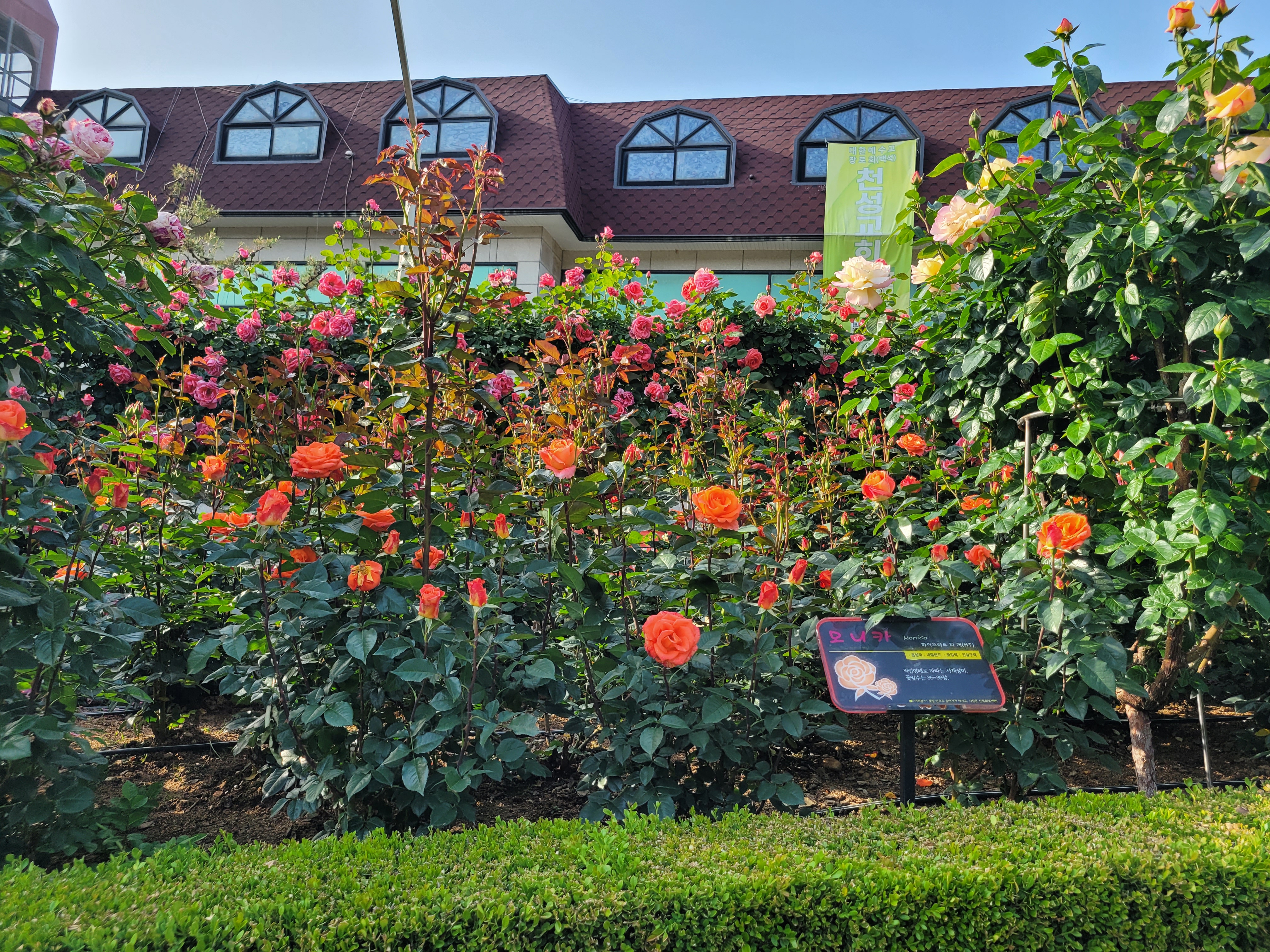 활짝 핀 장미꽃