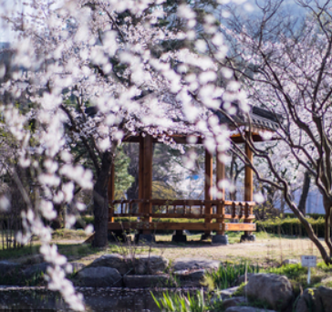 산림환경 연구원 벚꽃2