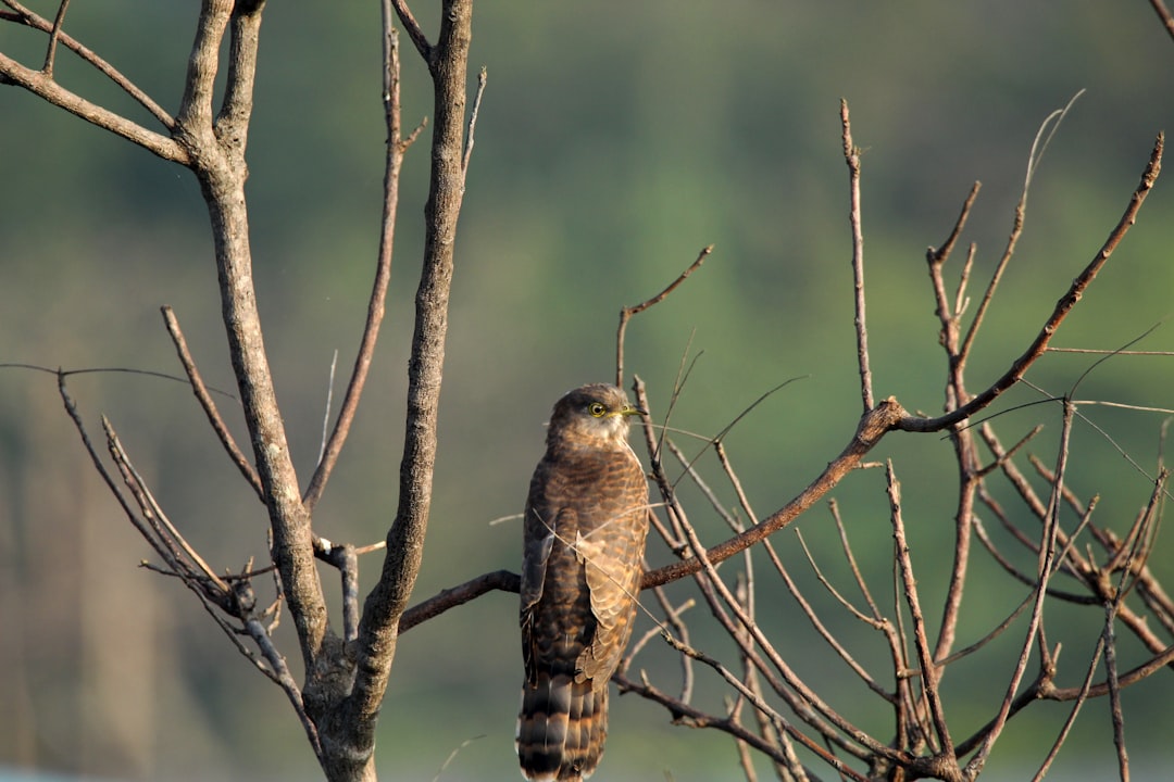 Cuckoo