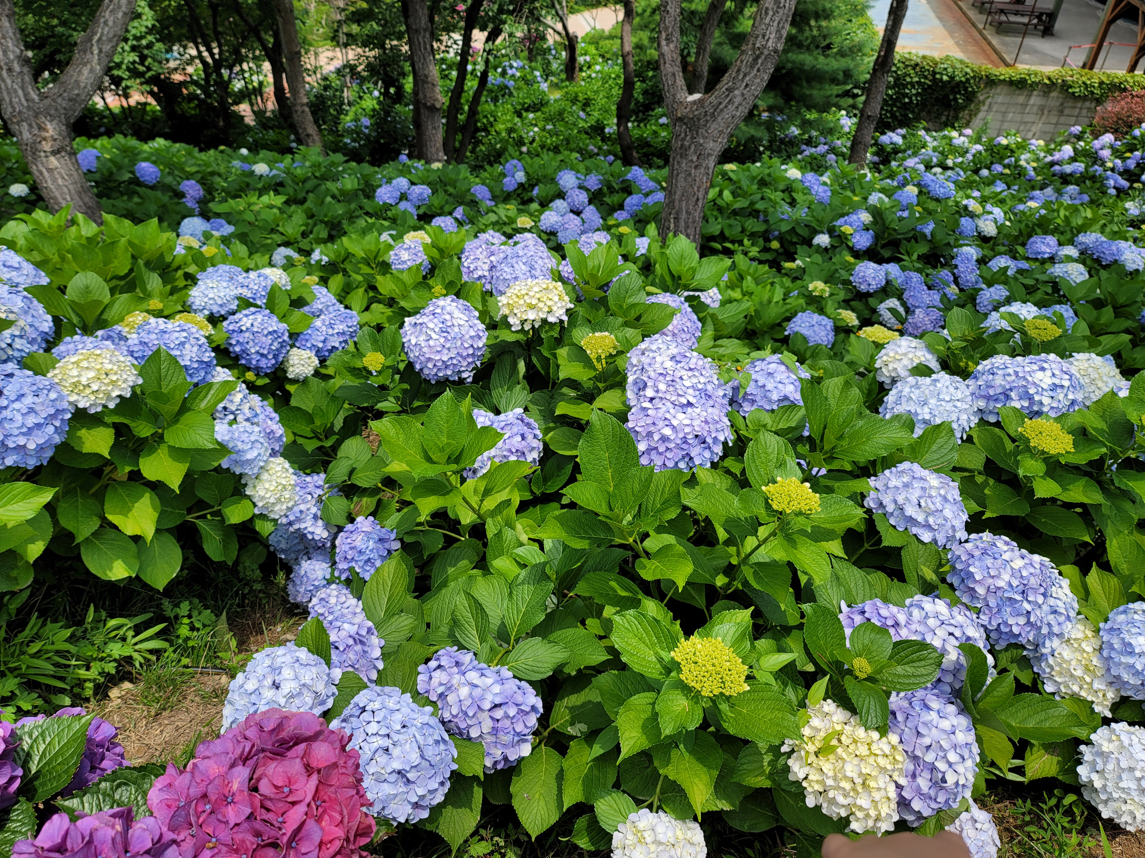 장생포 수국 축제