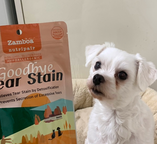 강아지 눈곱, 색깔로 알 수 있는 건강 신호와 관리법