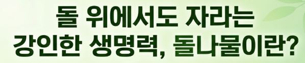 돌나물 효능