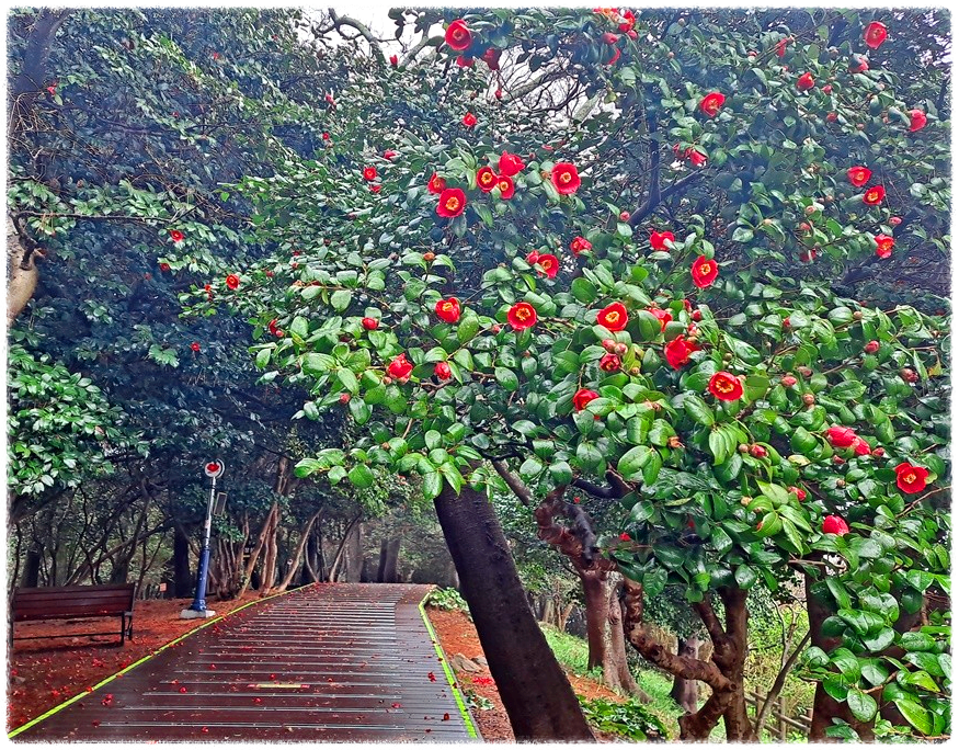 동백꽃 명소 동백나무 숲 명소 TOP 10