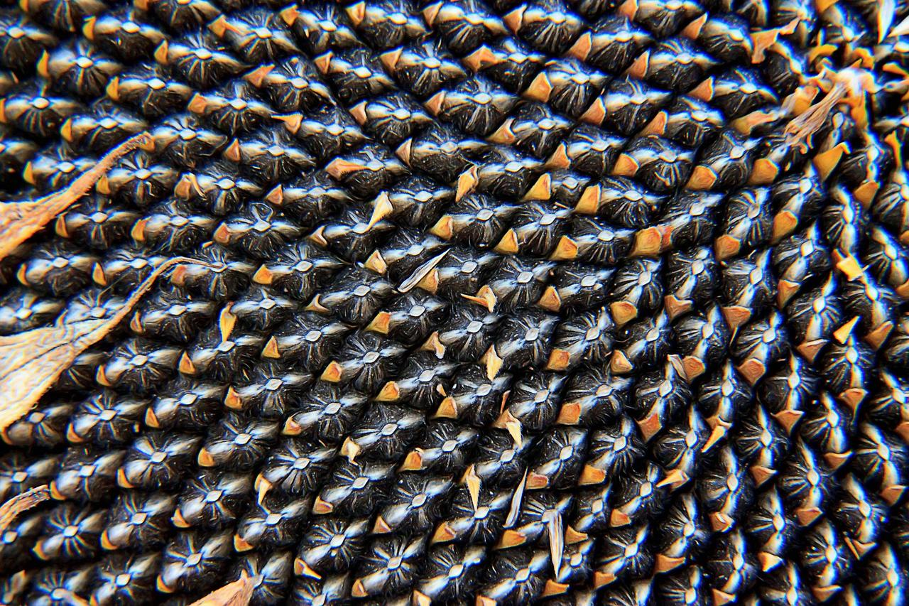 비오틴 많은 해바라기 씨