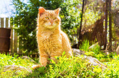 고양이 수명에 대한 기네스 기록을 이미지화하는 이미지