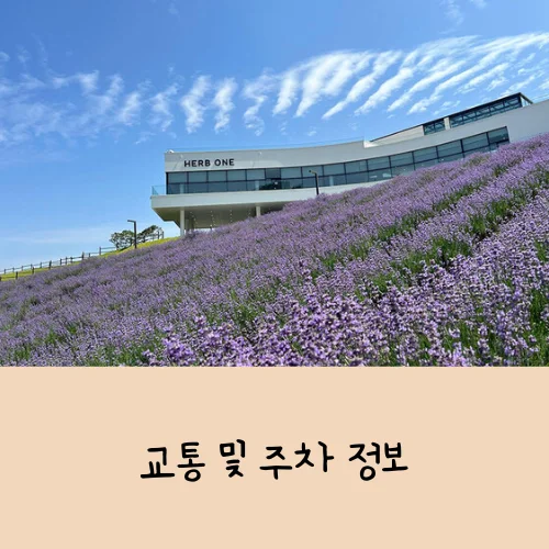 정읍 허브원 라벤더축제