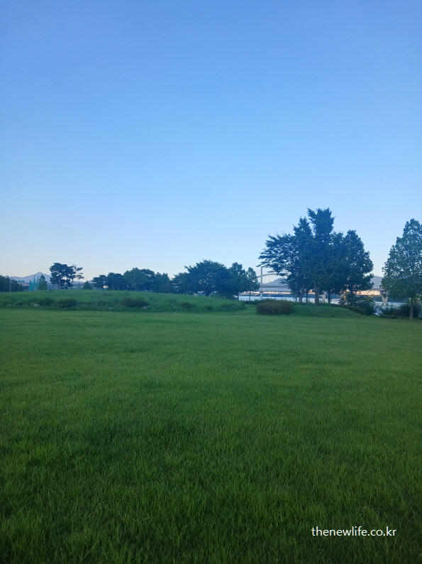 Wide lawn and trees at Guri Hangang Park, representing a stable walking zone for foot reflex stimulation through barefoot earthing/구리 한강시민공원의 넓고 평탄한 잔디밭 – 발바닥 반사구 자극을 위한 꾸준한 잔디밭 어싱 효과를 위한 공간