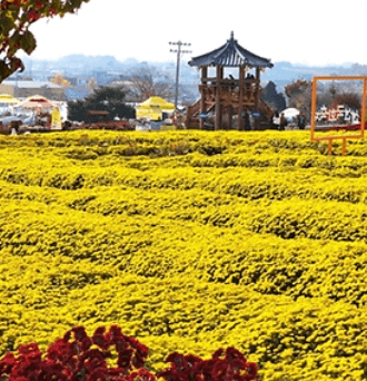 서산국화축제