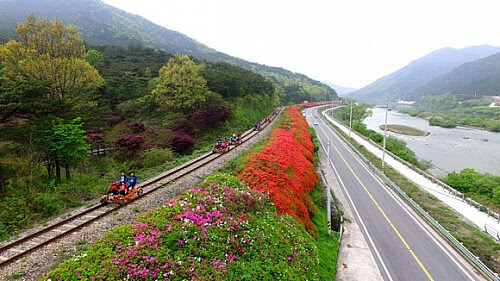 추천 여행지 ③ - 빨간 물감으로 물든 섬진강 변 철쭉길