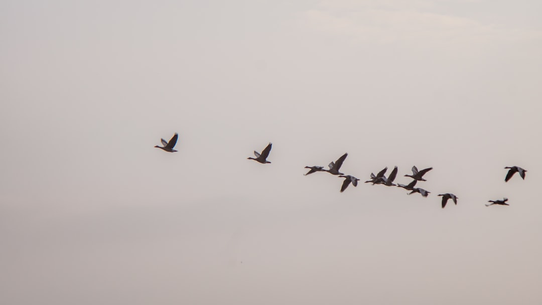 Migration