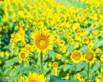 강주 해바라기 축제_5