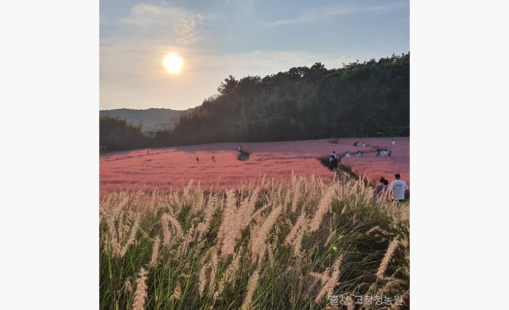 2025 고창 핑크뮬리 축제 🌸 기간·위치·교통·입장료