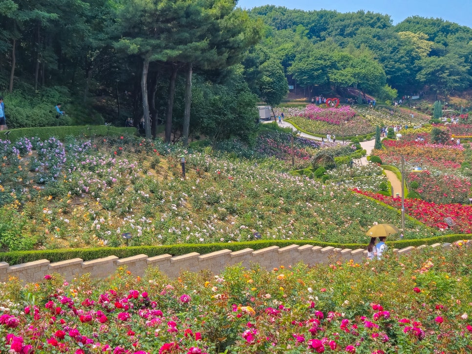 백만송이 장미축제