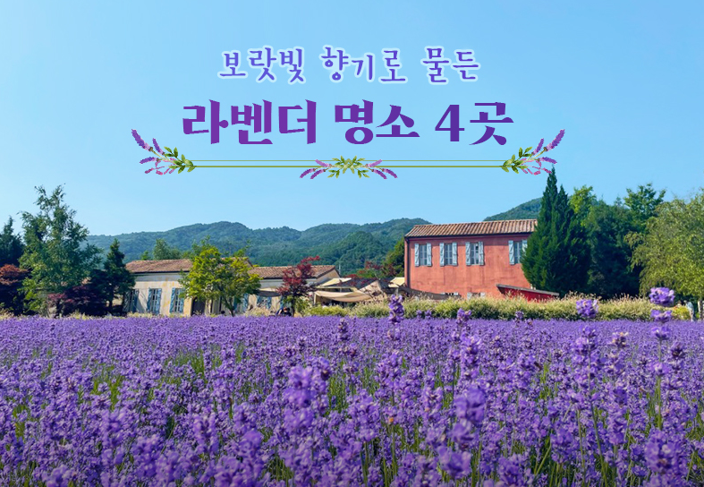 라벤더 명소 4곳