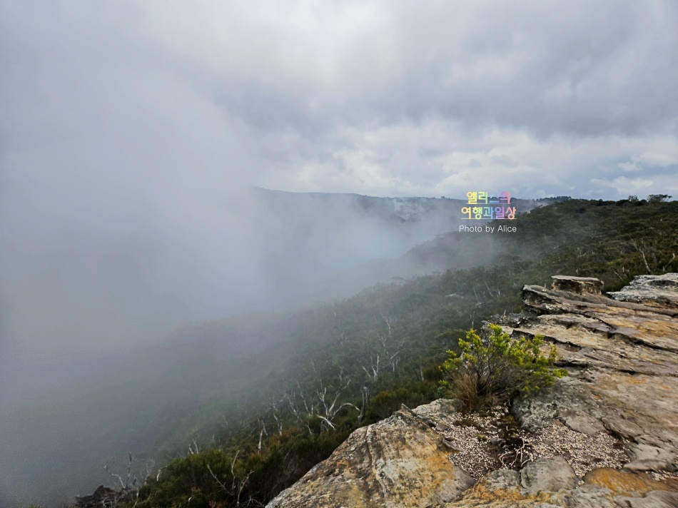 시드니 근교 블루마운틴 투어 가격 솔직 후기 + 시드니 동물원 일일투어
