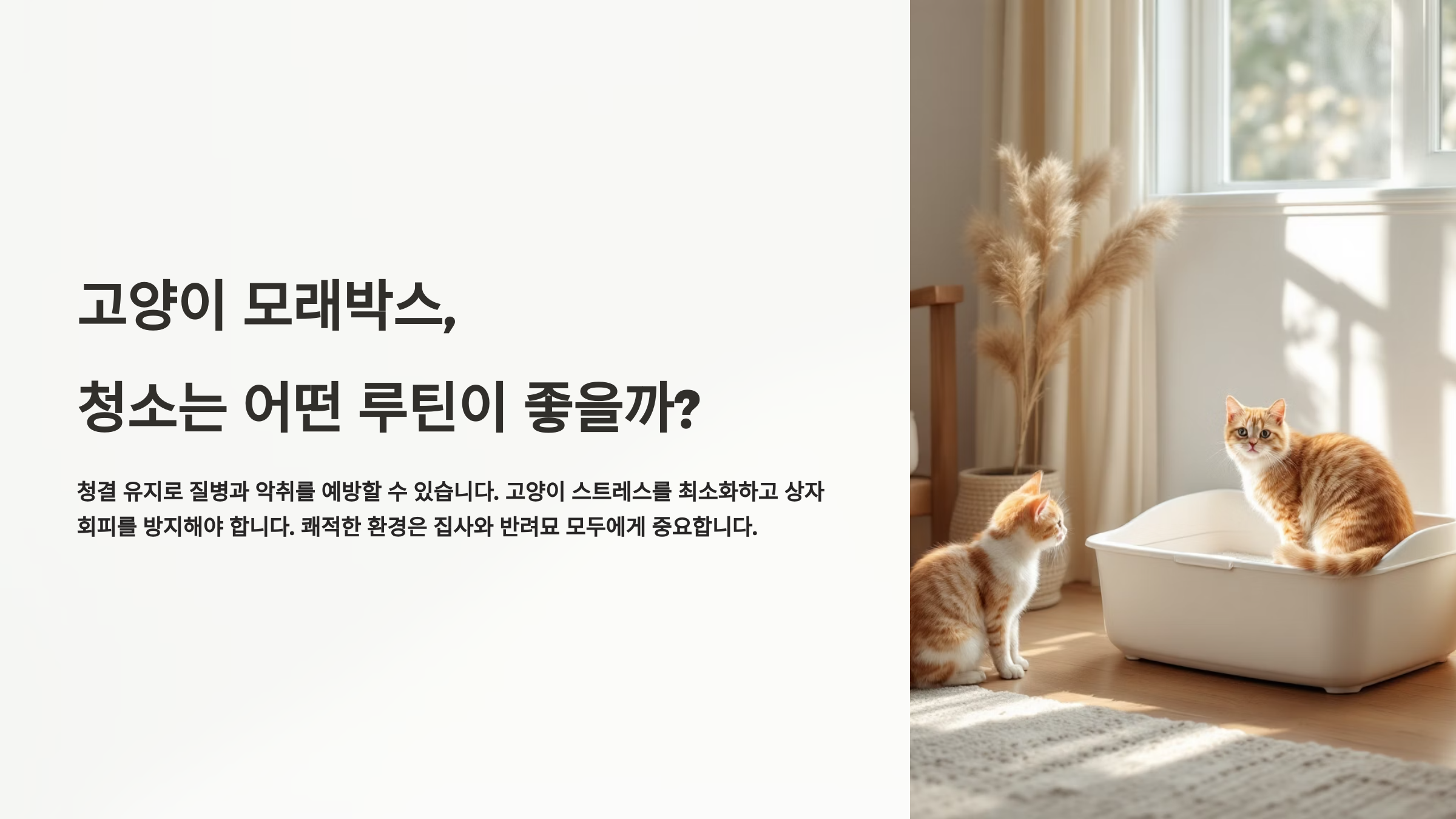 고양이 모래박스, 청소는 어떤 루틴이 좋을까?